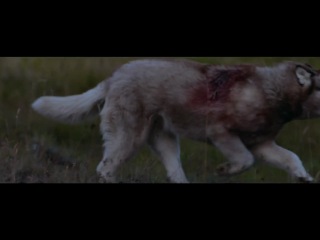 david guetta ft. sia - she wolf (clip premiere new 2012) mp4