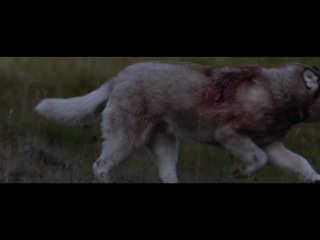david guetta ft. sia - she wolf (falling to pieces) hd-2012